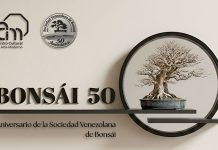 BONSÁI 50: Arte ancestral y vanguardia tecnológica se conjugan en el CCAM